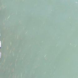 アジ探し@泉佐野