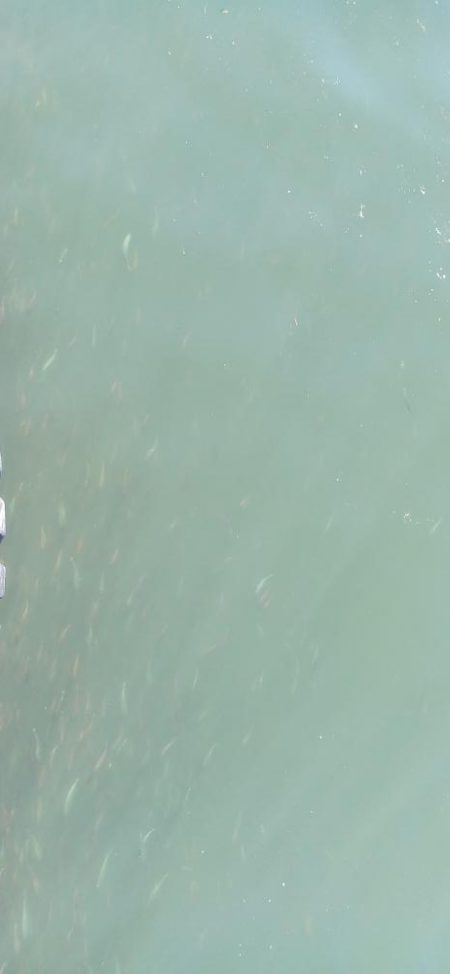 アジ探し@泉佐野