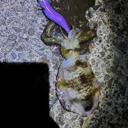 ナイトエギング