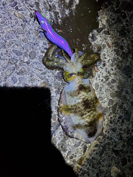 ナイトエギング