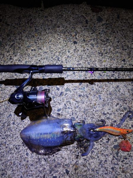 数週間ぶりの、アオリイカ