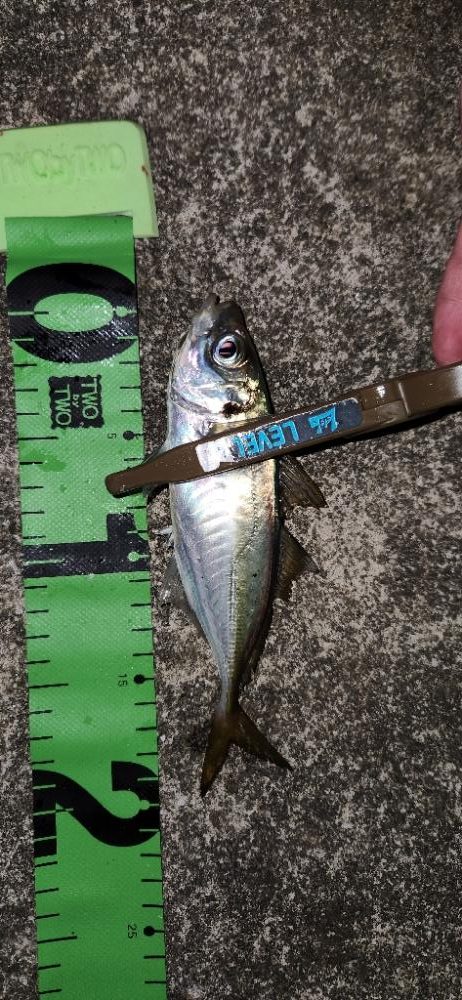 こましなアジが廻ってきた