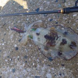 デイエギングIN対馬