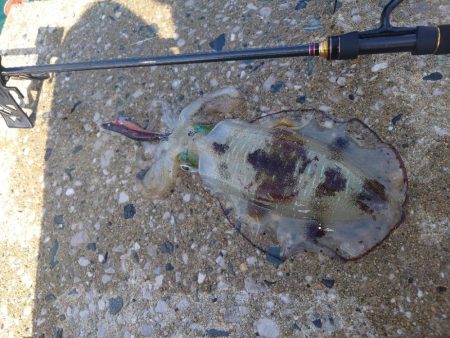 デイエギングIN対馬