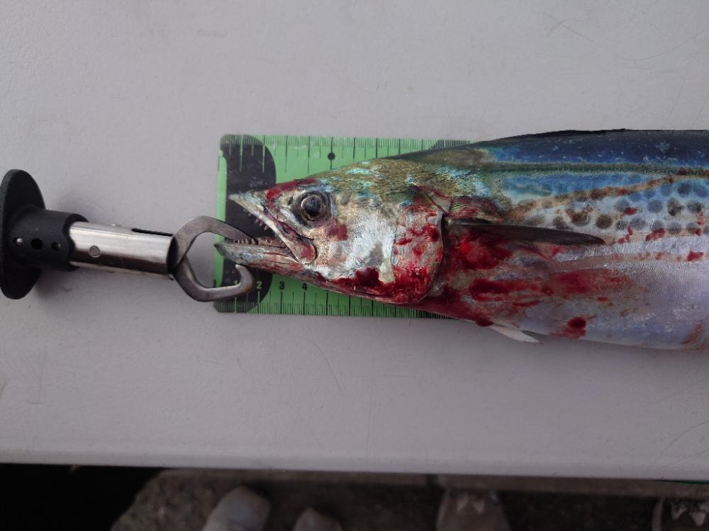 子守フィッシング