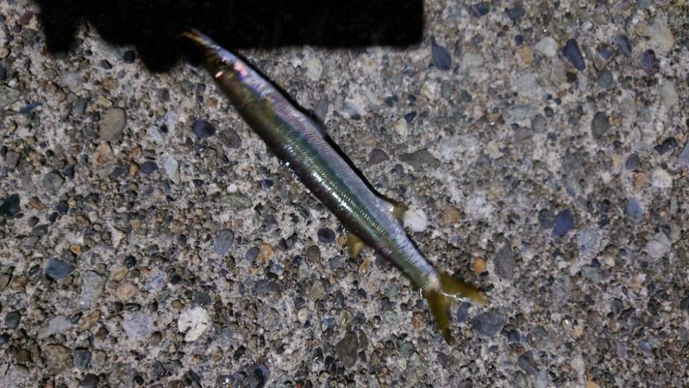 色々つれました