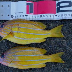 シマノの磯釣り大会の順延日でした