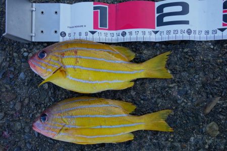 シマノの磯釣り大会の順延日でした