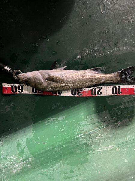 シーバスがいっぱい