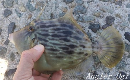 潮が動くタイミングにアタリ連発