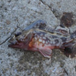 業務スーパーで小エビ購入波止へ