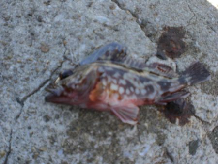 業務スーパーで小エビ購入波止へ