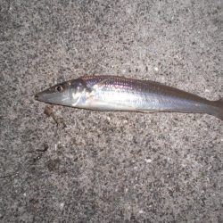 久しぶりの徹夜釣り