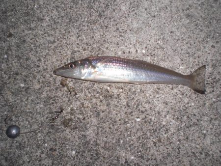 久しぶりの徹夜釣り