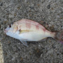 ちょいなげでハゲ