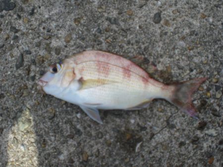 ちょいなげでハゲ