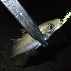 久々のアジング