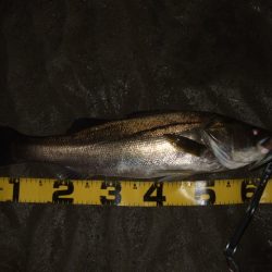 ベイトシーバス釣行