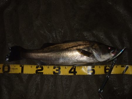 ベイトシーバス釣行