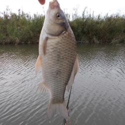 紀ノ川／田井ノ瀬　ヘラブナ釣り　マブナ６枚