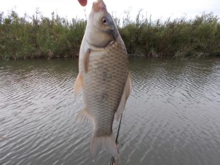 紀ノ川／田井ノ瀬　ヘラブナ釣り　マブナ６枚
