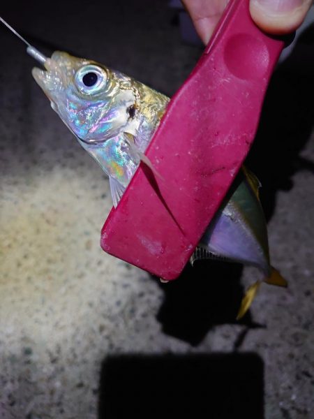 アジ大きくなったかな？