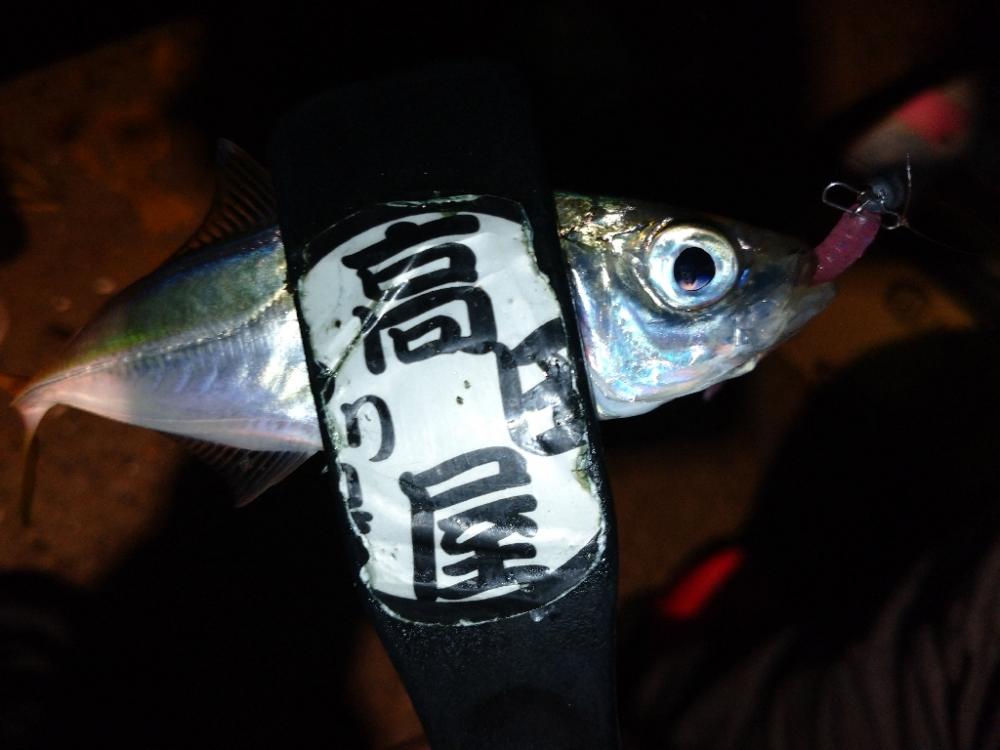 今夜もアジング