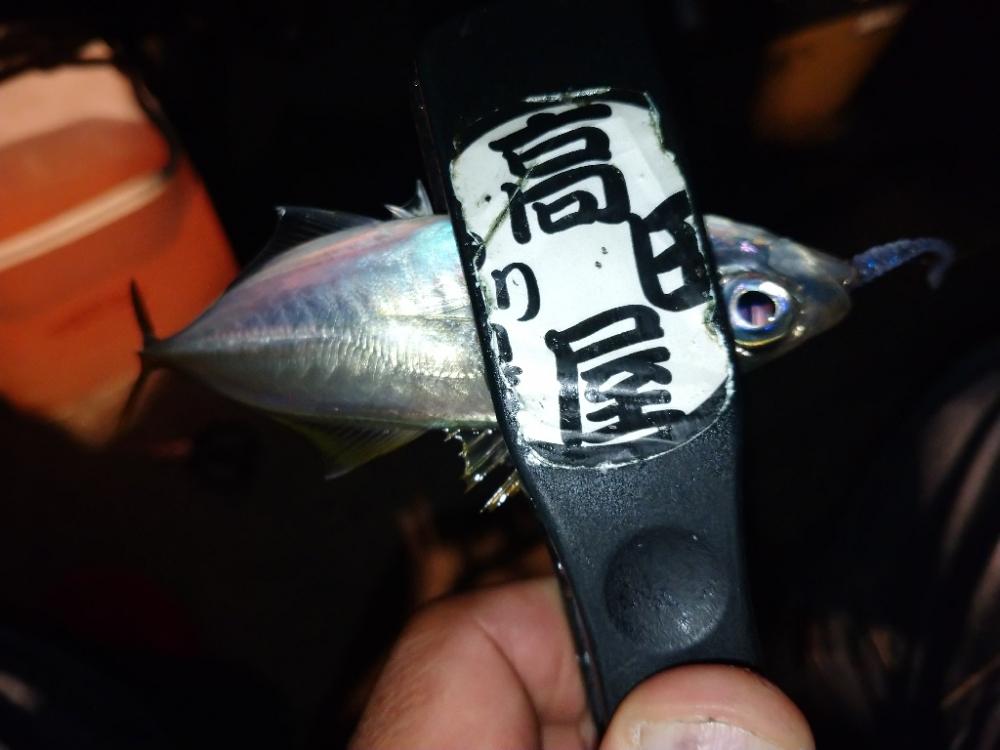 今夜のアジング