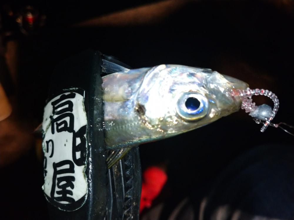 今夜のアジング