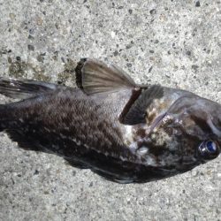 たまたま五目釣り