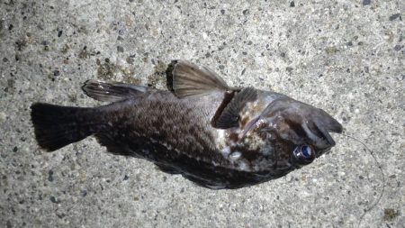 たまたま五目釣り