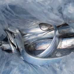 タチウオリベンジ