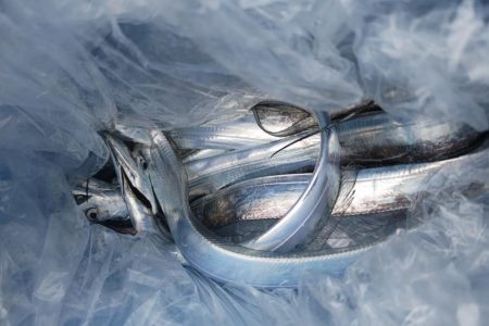 タチウオリベンジ