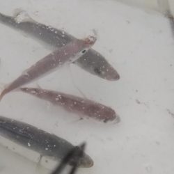 今季初メッキ！