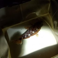 今季初メバル☆