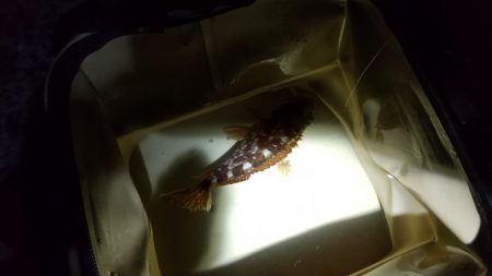 今季初メバル☆