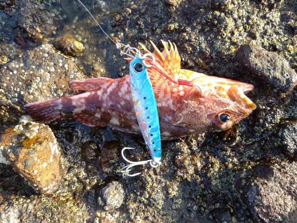 ロックフィッシュ！