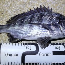 水軒　カゴ釣り