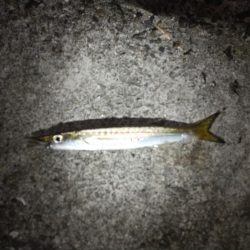 太刀魚は予定数釣れたのでアジングに!