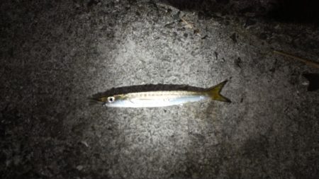 太刀魚は予定数釣れたのでアジングに!