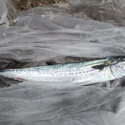 秋ハイシーズン、残念！