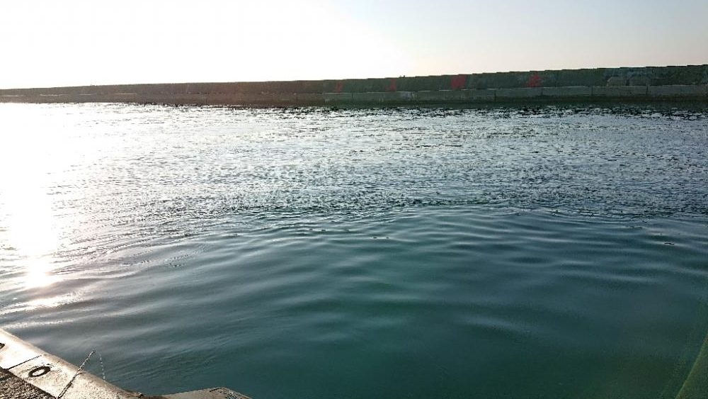 コブダイエ釣り