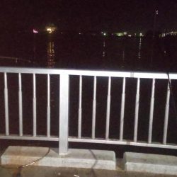 アジ大漁 珍しいゲストも