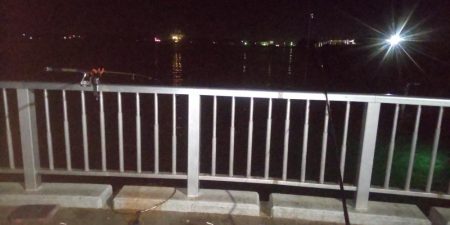 アジ大漁 珍しいゲストも