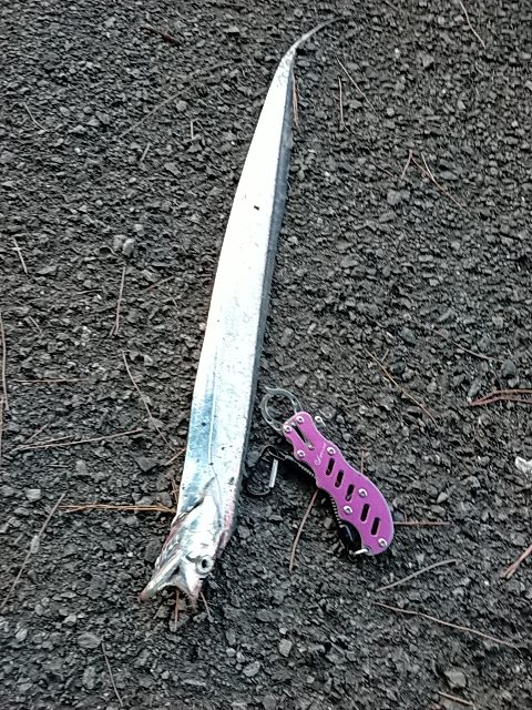 朝マズメ／ベイト多数