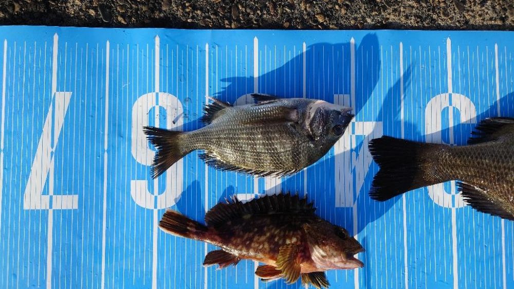 フカセ釣りに挑戦🙋