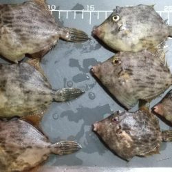 カワハギ釣りも面白い