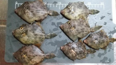 カワハギ釣りも面白い