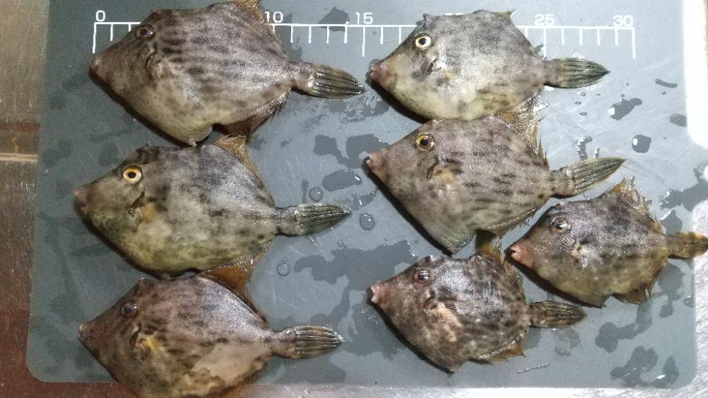 カワハギ釣りも面白い