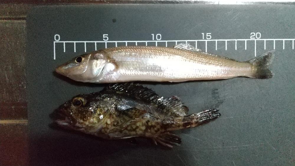 キスのち穴釣り